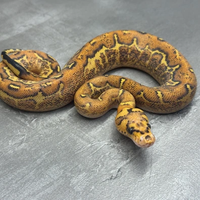 Freeway • Clown Ball Python - male for sale from Selected Reptiles