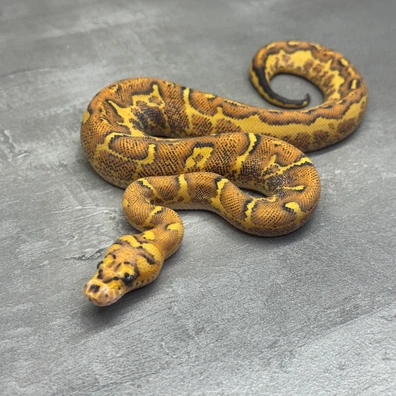 Freeway • Clown Ball Python - male for sale from Selected Reptiles