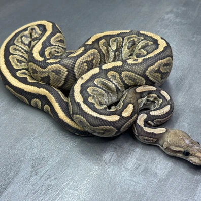 Black Pastel • Hypo • 50% Het Albino Ball Python - male for sale from Selected Reptiles