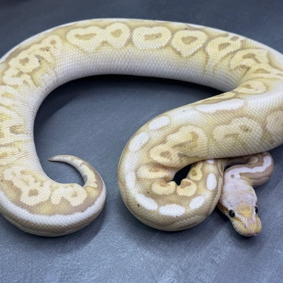 Banana Ball Python - female for sale from Selected Reptiles