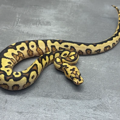 Spotnose • Asphalt O. Yellow Belly • Clown Ball Python - female for sale from Selected Reptiles