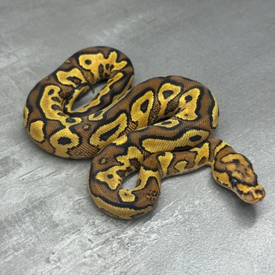 Vanilla • Asphalt O. Yellow Belly • Clown Ball Python - female for sale from Selected Reptiles
