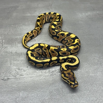 Vanilla • Het Clown Ball Python - male for sale from Selected Reptiles