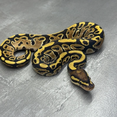 Normal • Het Clown Ball Python - male for sale from Selected Reptiles