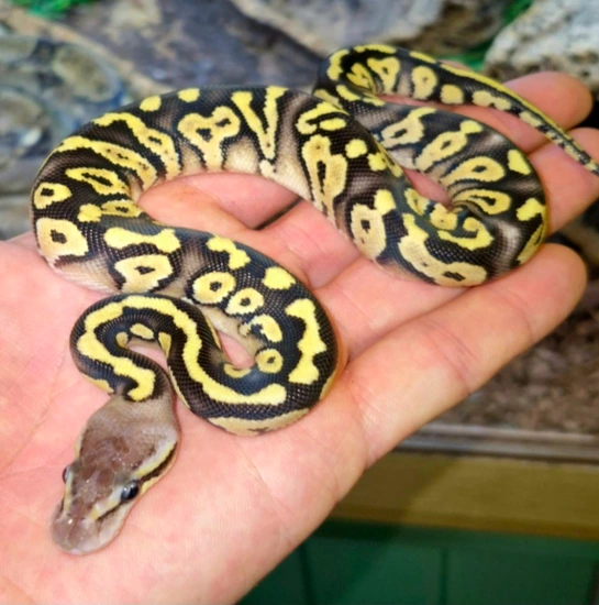 Mystery Snake Ball Python by Venom & Vows