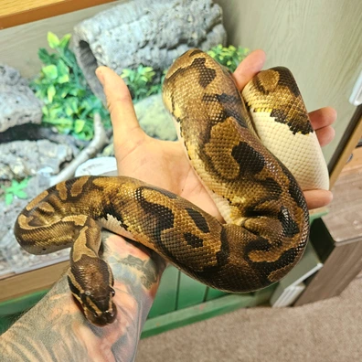 CB20 Female Pastel Pied Ball Python Proven Breeder Ball Python - female for sale from Venom & Vows
