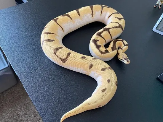 Super Odyb Spider Ball Python by Moonlight Exotic Morphs