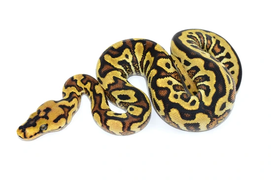 Yellowbelly Spotnose Clown Ball Python by Moonlight Exotic Morphs