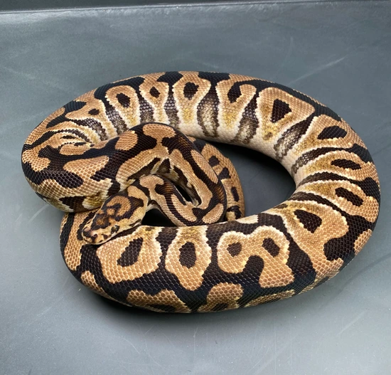 Python Morphs Exotic *Proven Breeder*Spotnose Crypton Ball Python by Moonlight Exotic Morphs