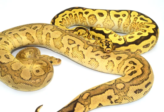 *Pair* ODYB RS SN Clown & BP RS Fire Clown Ball Python by Moonlight ...