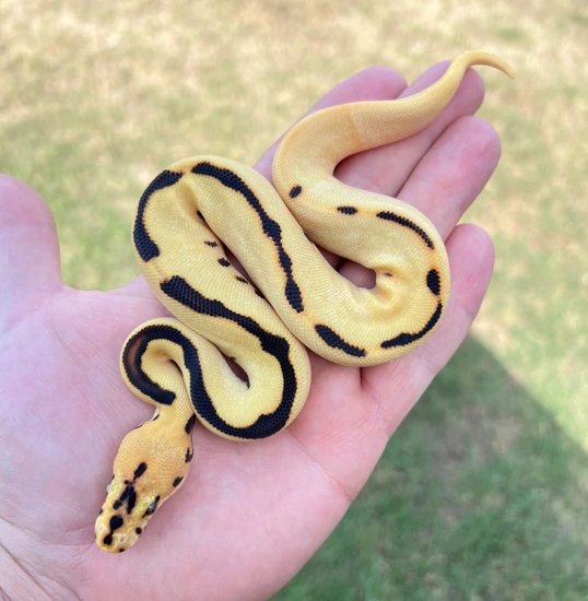 *Ready To Breed* Super OD Fire Batman Ball Python by Moonlight Exotic ...