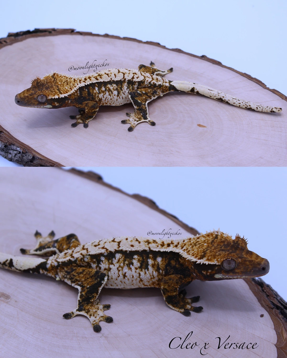 Moonlight Geckos's Collection - MorphMarket