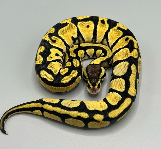 Pastel Dh Dg Genetic Stripe Ball Python by Moonlight Geckos
