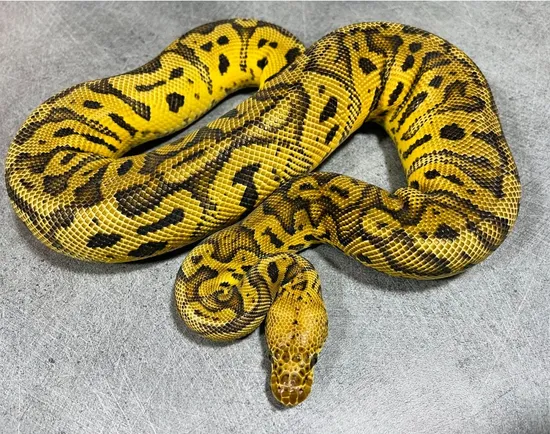 **50% OFF** Pastel Confusion Clown Ball Python by Moon Lit Balls