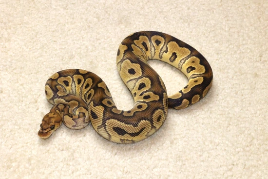Clown Ball Python by Moore Pythons LLC