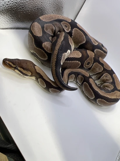 Normal Alien Ball Python Normal Ball Python by Moos’ Exotics