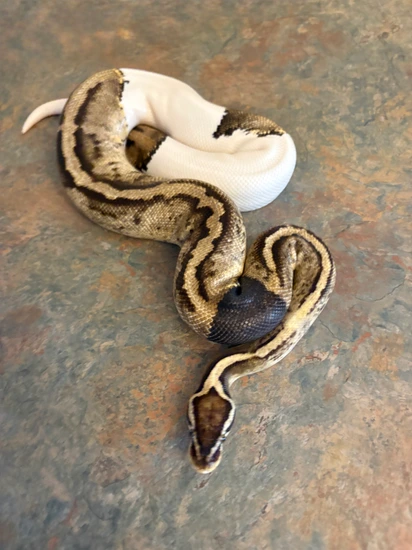 Pastel Mahogany Pied ( PARADOX ) Ball Python by Casket coils