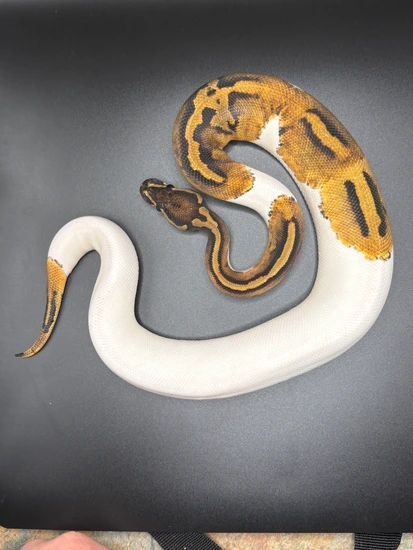 Pied 66% Het Lav Albino Ball Python by Casket coils