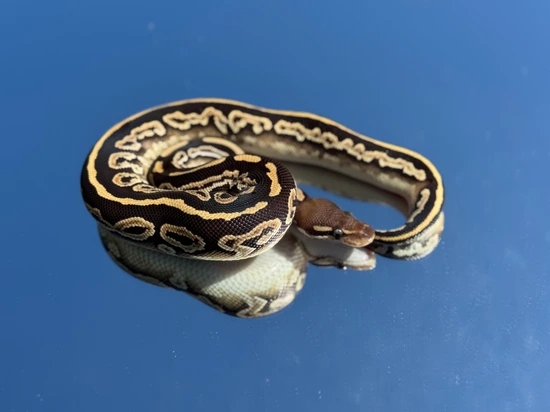 Black Pastel Mojave Dinker Het Piebald Ball Python by GEM Exotics