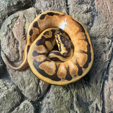 Sugar Spotnose Leopard Het Clown Ball Python - female for sale from MP Exotics