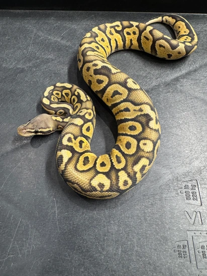 Super Pastel Ghost Ball Python by Morningstar Exotics