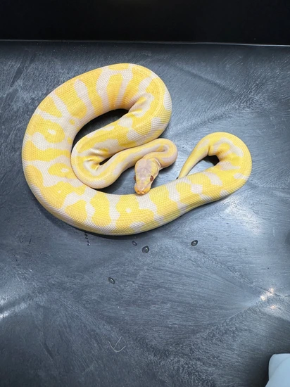 Acid YB Lavender Ball Python by Morningstar Exotics