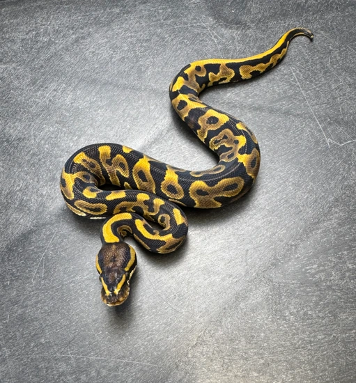 Leopard Het Sunset Ball Python by Morningstar Exotics