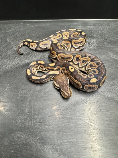 Cinnamon Ball Python by Morningstar Exotics
