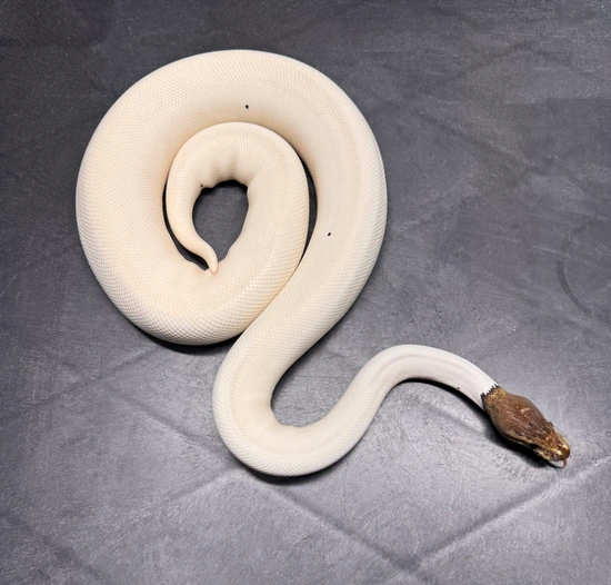 Cinnamon Pied (Sandblast) Ball Python by Morningstar Exotics