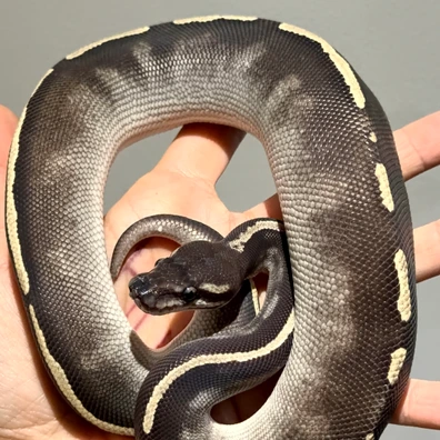 BH GHI Mojave 66% Het Hypo Ball Python - male for sale from Morph_in_Wonderland