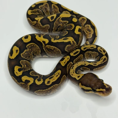 0.1 GHI Fire 66% Het Hypo Ball Python - female for sale from Morph_in_Wonderland