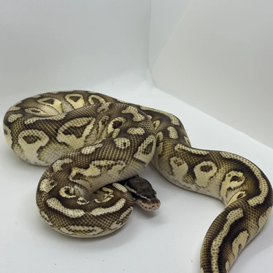 1.0 Hurricane Yb Pastel Lesser Het DG Ball Python - male for sale from Morph_in_Wonderland