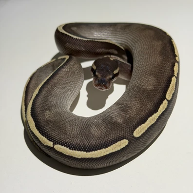 0.1 BP GHI Mojave 66% Het Hypo Ball Python - female for sale from Morph_in_Wonderland