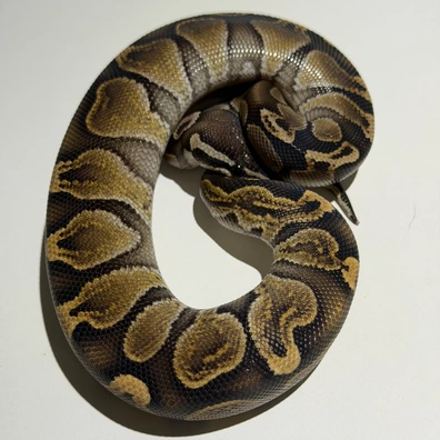 1.0 BP Fire 66% Het Hypo Ball Python - male for sale from Morph_in_Wonderland