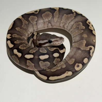 1.0 GHI Cinnamon Fire Het Ultramel 50% DH Hypo Pied Ball Python - male for sale from Morph_in_Wonderland