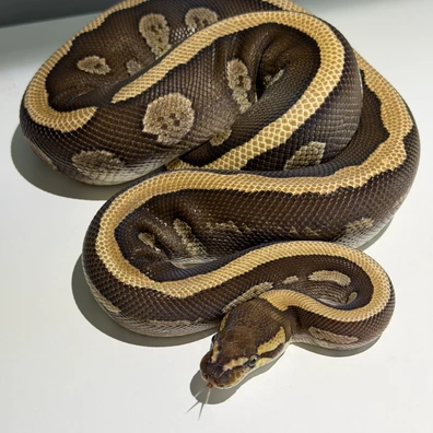 1.0 RS Mojave DH Candy Clown Ball Python - male for sale from Morph_in_Wonderland