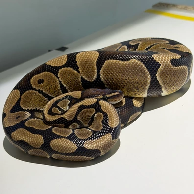1.0 DH DG Puzzle Ball Python - unknown for sale from Morph_in_Wonderland