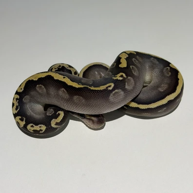 0.1 Mojave GHI Het Ultramel 50% DH Hypo Pied