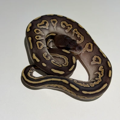 0.1 Savannah Het Ultramel 50% DH Hypo Pied