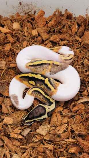 Pastel GHI Pied Ball Python by Morph Jungle