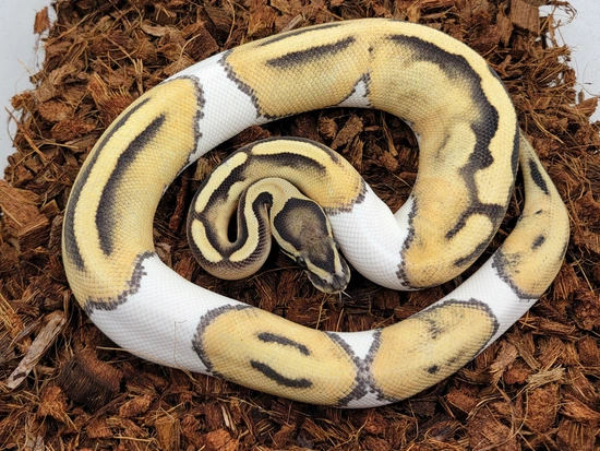 DG Pied Ball Python by Morph Jungle