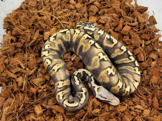 Pastel Super GHI Asphalt/YB Het DG Ball Python by Morph Jungle