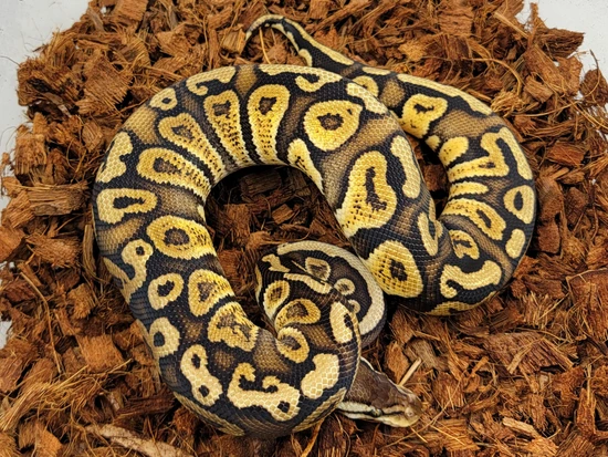 Pastel GHI OD Het Ultramel Ball Python by Morph Jungle