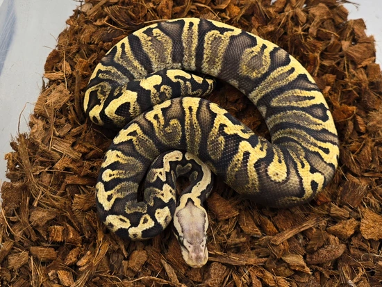 Pastel Super GHI DH Sunset Clown Ball Python by Morph Jungle