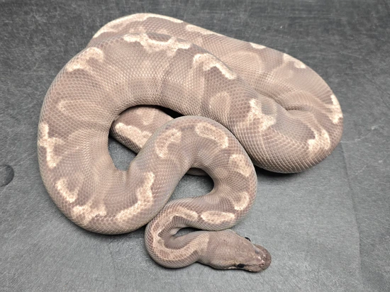 Super GHI DG Ball Python by Morph Jungle