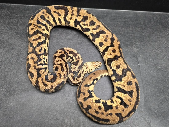 Pastel Spotnose Acid YB Ball Python by Morph Jungle