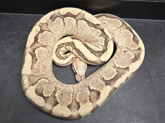 Super Vanilla YB Ball Python by Morph Jungle