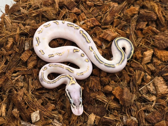 Pastel GHI Highway Ball Python by Morph Jungle