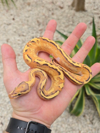 Disco Fire 66% Het Rainbow Ball Python by Morph Jungle