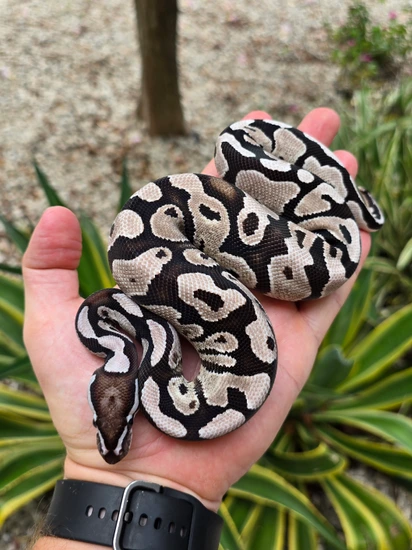 Fire VPI Axanthic Ball Python by Morph Jungle
